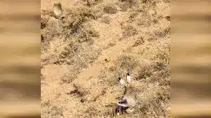 Un cazador graba un doblete de libro a una perdiz y una liebre que saltan al mismo tiempo