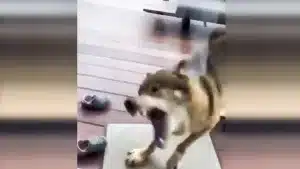 Una familia alemana mira por el cristal del salón y ve a un lobo muy agresivo intentando entrar