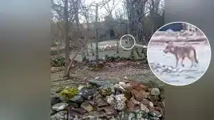 Sorprenden a un lobo ibérico atacando a un rebaño de ovejas a plena luz del día y delante de humanos