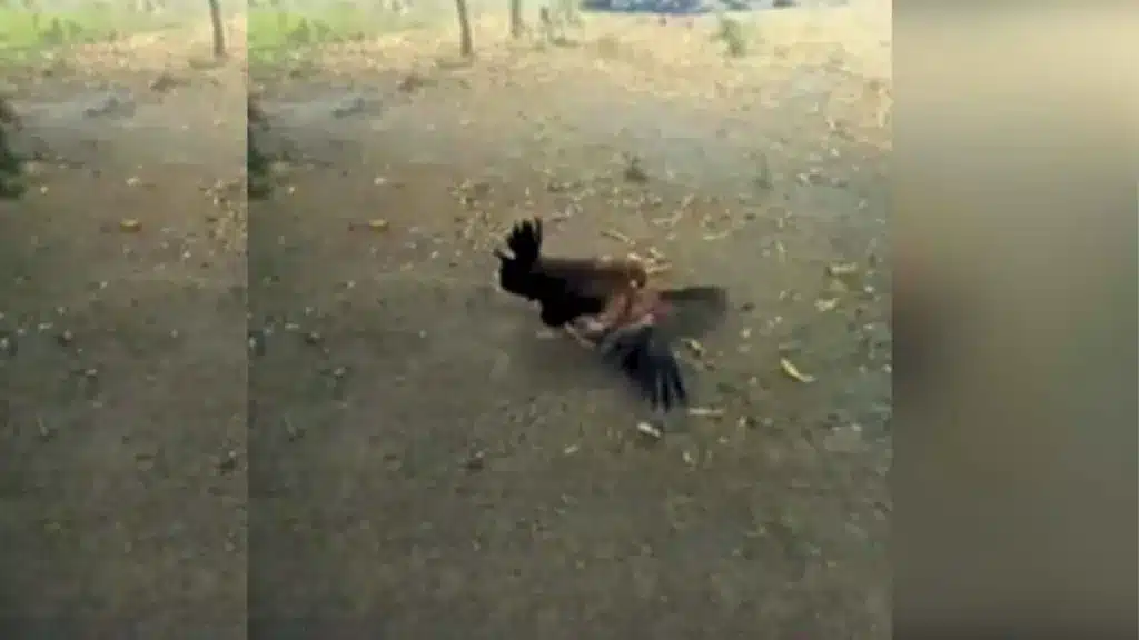 Esta gallina demuestra por qué una madre es capaz de cualquier cosa.