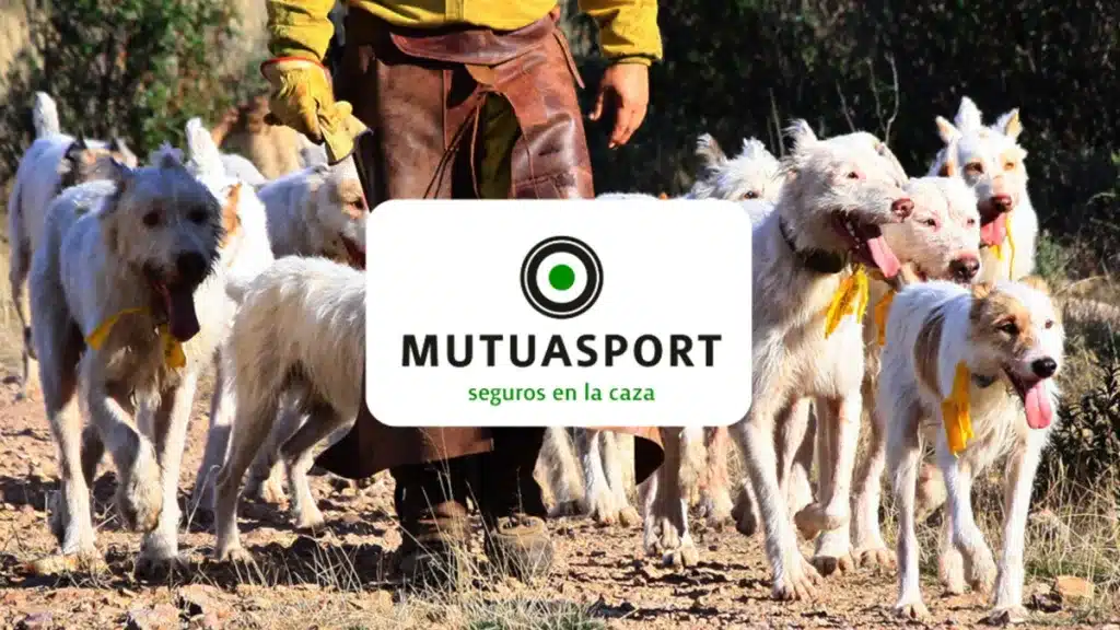 Protege a tus perros de caza con Mutuasport: seguridad, responsabilidad y compromiso