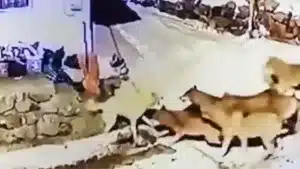 La reacción de un perro al verse acorralado por una manada de lobos a la puerta de su casa