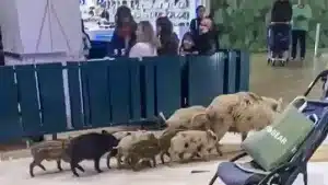Una piara de cerdolíes se cuela en un centro comercial de Málaga