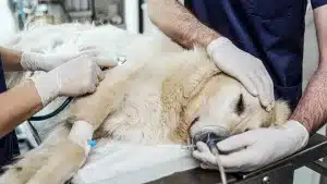 Una perra durante una intervención en el veterinario.