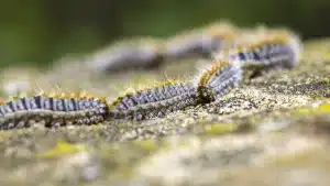 Alertan de la prematura llegada de la procesionaria del pino: ¿qué hago si mi perro toca una oruga?