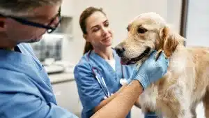 ¿Qué tipos de vacuna hay para combatir la Leishmania en perros? ¿Cuánto cuestan?