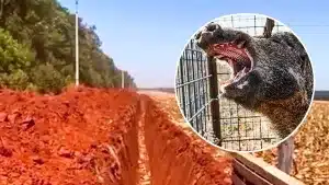 La trampa y un jabalí atrapado.