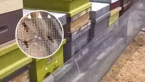 Un apicultor muestra el truco que utiliza para acabar con las avispas asiáticas que amenazan sus colmenas