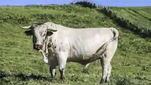 Un ganadero navarro envía 160 toros bravos y vacas al matadero por una enfermedad que transmiten ciervos y jabalíes