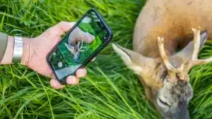 artemisan-precinto-corzo