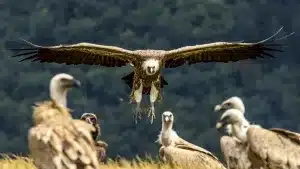 Los buitres acaban con la vida de dos vacas y sus terneros recién nacidos en Salamanca