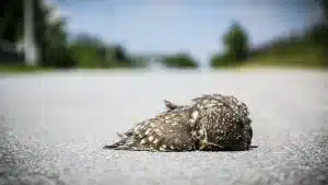 atropellos animales carreteras