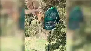 Un azor ataca el reclamo de perdiz de un cazador en plena jornada de caza.