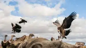 buitres con gps furtivos