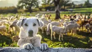Un equipo de científicos descubre qué animales pueden estar transmitiendo tuberculosis a humanos