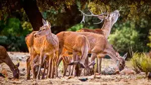 Ecologistas financiados con dinero público contratan campañas publicitarias contra la caza: el caso de SEO/BirdLife en Monfragüe