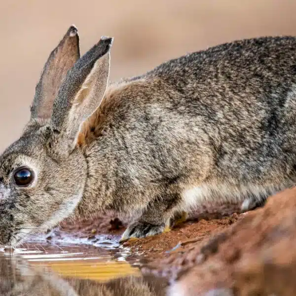 Los científicos no dan crédito: descubren en conejos bacterias resistentes a los antibióticos que pueden transmitirse a los humanos