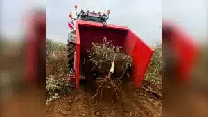 Un agricultor llega a su campo y comienza a arrancar todos sus olivos culpando a los políticos.