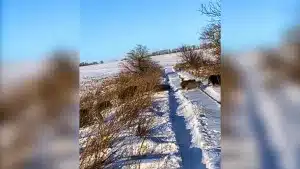 Graban una interminable fila de cientos de jabalíes en mitad de la nieve.