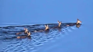 Graban 10 ciervas cruzando a nado el río Alagón.
