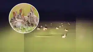 Un agricultor de Castilla-La Mancha llega a su campo y se encuentra con esta auténtica plaga de conejos.