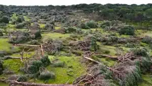 Este vídeo muestra los devastadores efectos de un tornado en los campos de Huelva.