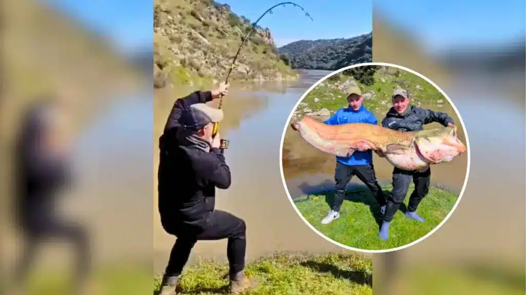 Dos jóvenes capturan un gran siluro en el Tajo y graban su captura en vídeo.