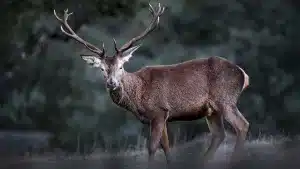 estudio ciervo celo mancha negra barriga
