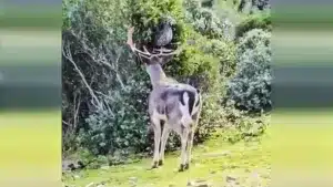 gamo sorpresa perdiz