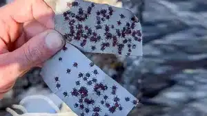 Garrapatas capturadas por el cazador.