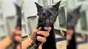 Muere una gata como segunda víctima de la nueva ley de administración de antibióticos veterinarios.