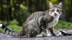 gatos callejeros millones de euros