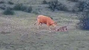 graban ataque lobo ternero