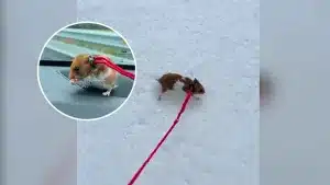 Un joven se lleva a su hámster de paseo a la montaña.