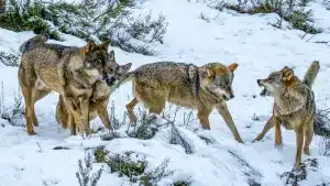 Manada de lobos ibéricos.