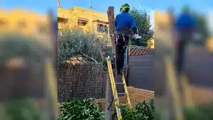 Un madrileño es obligado a pagar más de 4.000 euros por talar un árbol que él mismo plantó en su jardín