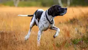 Movistar Plus+ incorpora el Canal Caza y Pesca a su oferta de programación