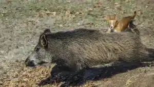 multa celador perros corren jabalí