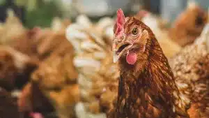 multa gallinas autoconsumo sin registrar