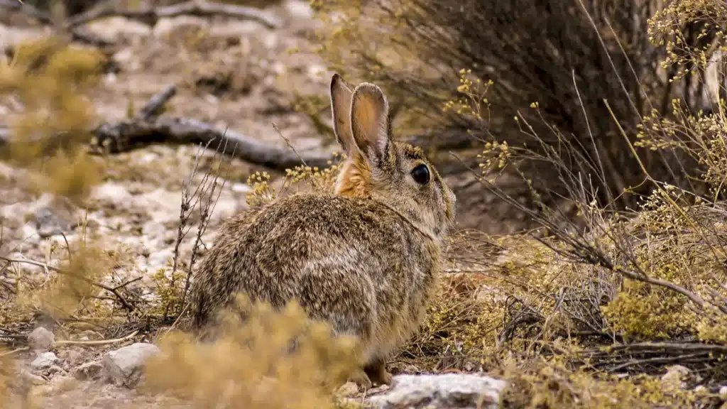 Nueva especie conejo