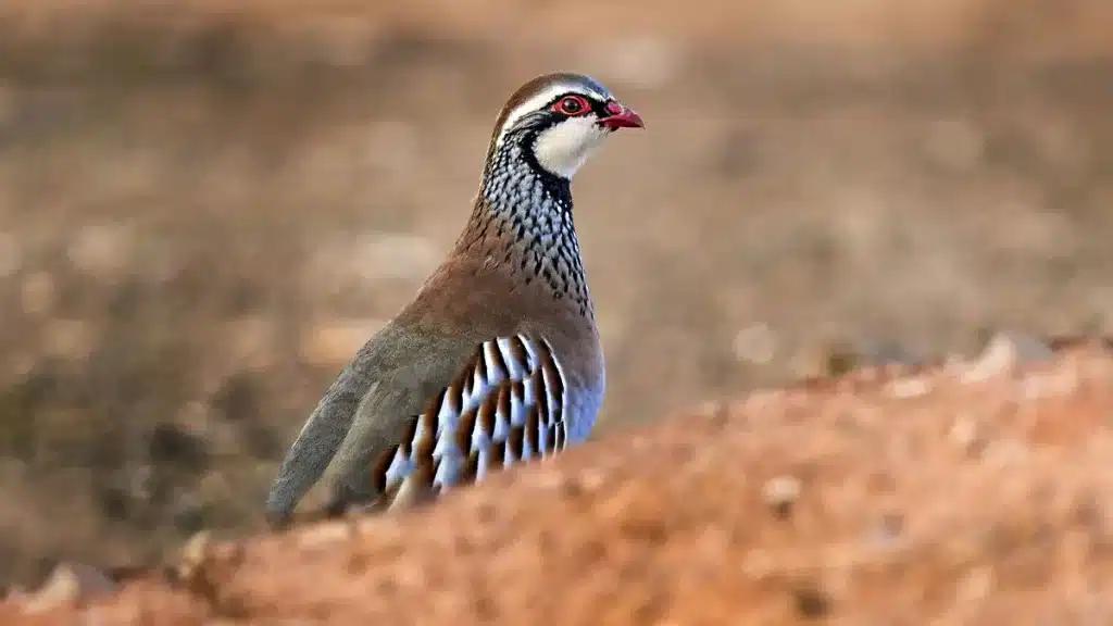 perdiz roja