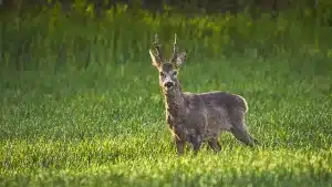 precinto digital corzo