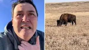 Rey de las calabazas se topa con bisonte Bardenas Reales