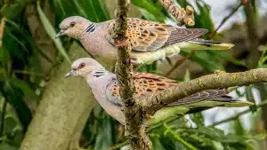 Europa confirma que España podrá autorizar la caza de la tórtola esta temporada