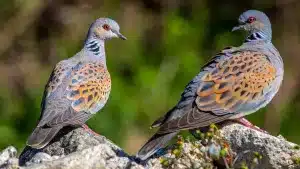 tortola-caza-andalucia