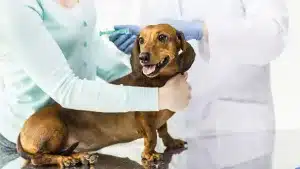 Así es la nueva vacuna que libra de pulgas y garrapatas a tu perro durante todo un año