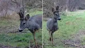 Graban un corzo de tres patas con una cámara de fototrampeo