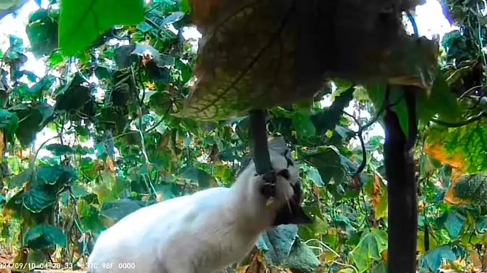 Un agricultor, intrigado por la desaparición de sus pepinos, decidió instalar una cámara de fototrampeo en su invernadero para identificar al culpable. Para su sorpresa, las imágenes revelaron que su propio gato era el responsable.