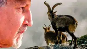 ¿Por qué cazar a una especie la puede salvar de su desaparición? El ejemplo del macho montés