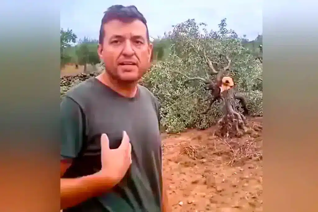 El agricultor ante uno de sus olivos cortados.